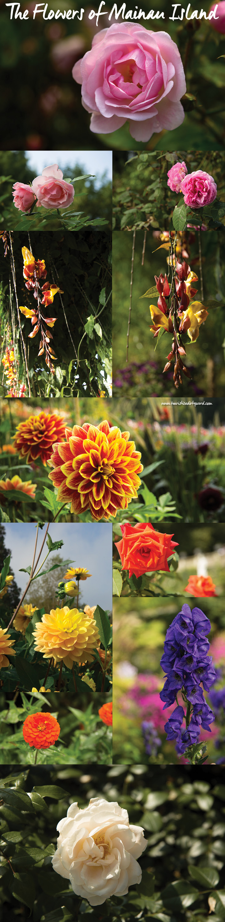 Flowers of Mainau Island