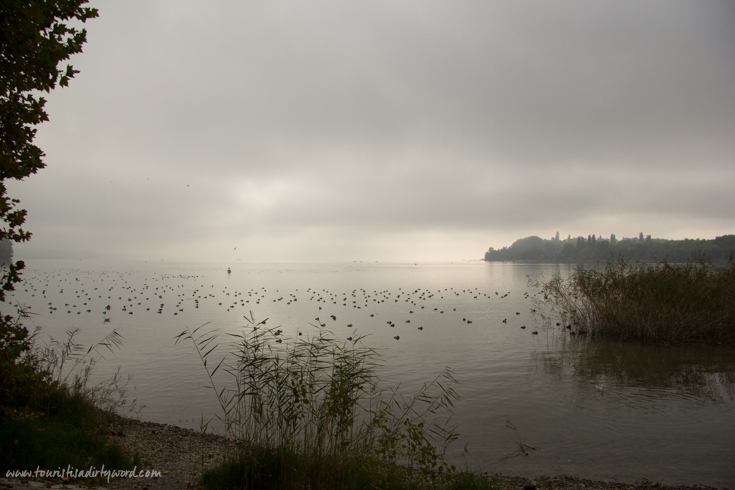 Birds resting on a foggy Lake Constance | Germany