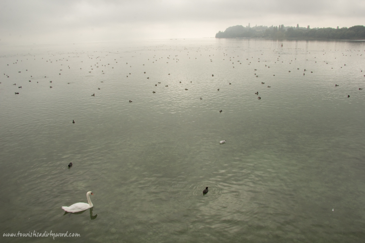 Birds resting on a foggy Lake Constance | Germany