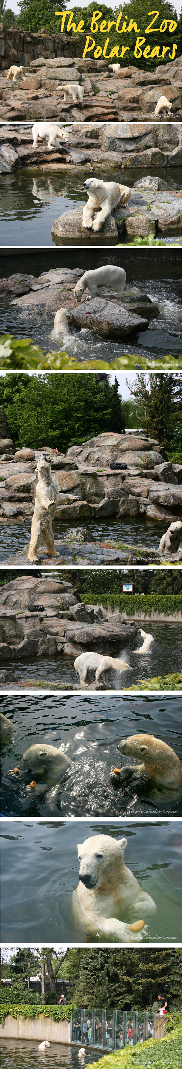 Polar Bear Feeding at the Berlin Zoo • Tourist is a Dirty Word Blog • Germany Travel