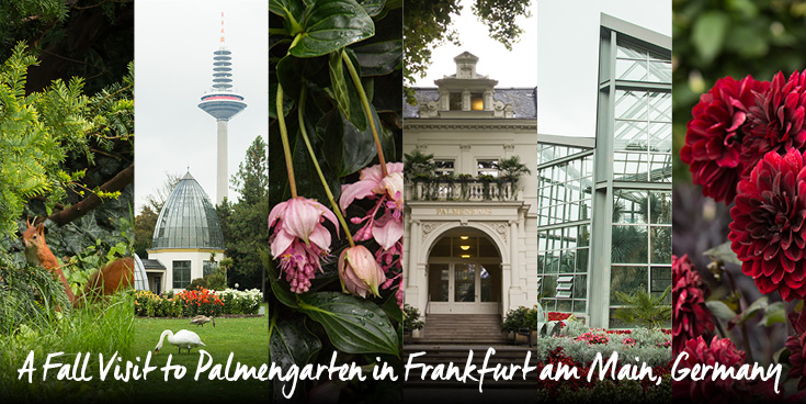 Enjoying the dahlias in bloom, cooler weather, and an expansive greenhouse complex while exploring the historic Palmengarten in Frankfurt am Main.