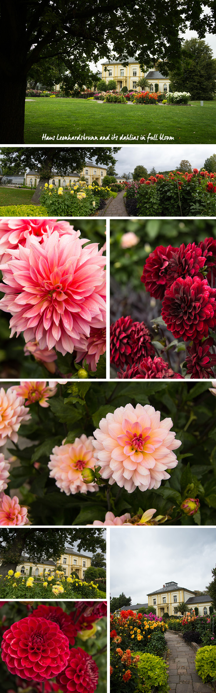 In September, the dahlias are in full bloom in front the Haus Leonhardsbrunn in Palmengarten in Frankfurt am Main, Germany