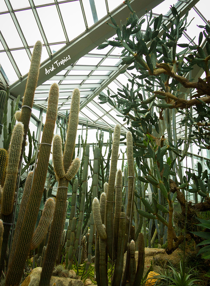 The arid tropic exhibit in Palmengarten in Frankfurt am Main, Germany