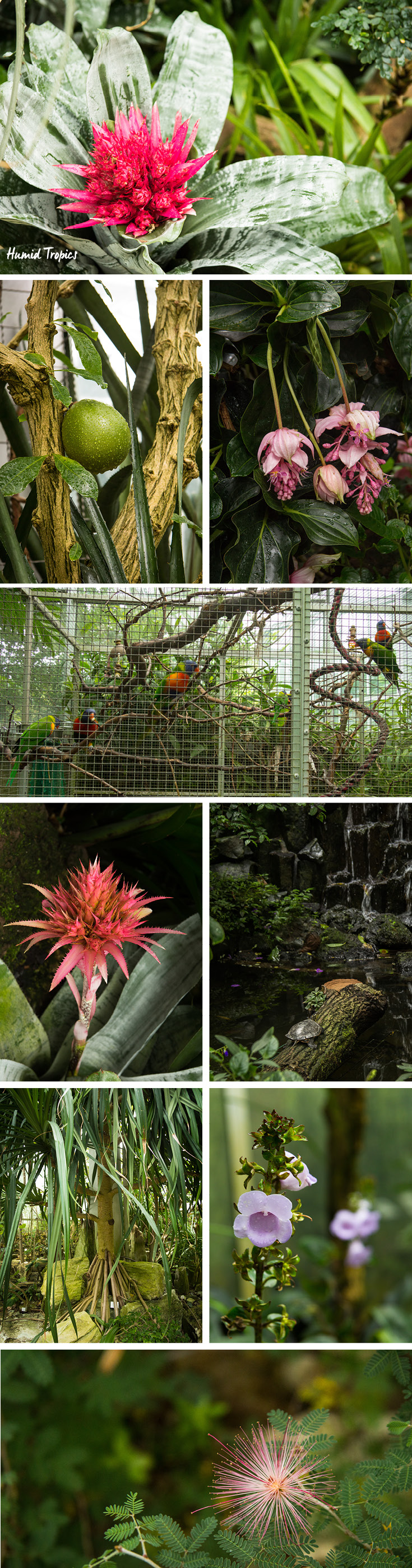 Humid tropic exhibits at the Palmengarten in Frankfurt am Main, Germany