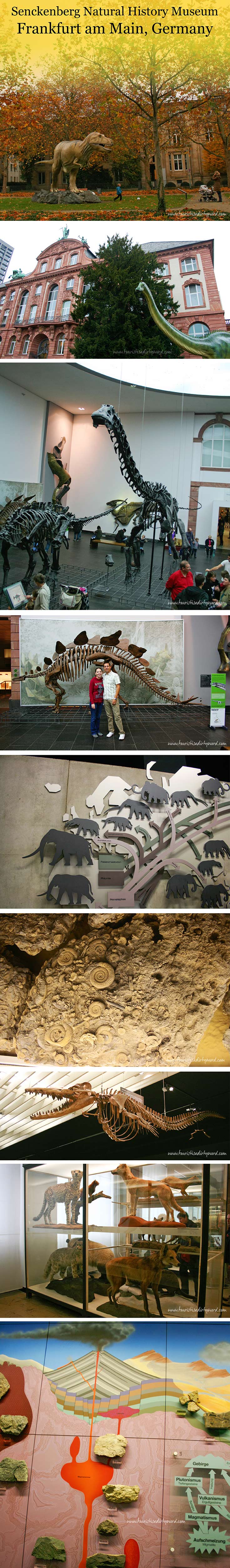 Senckenberg Natural History Museum Overview Guide with Photos • Germany Travel