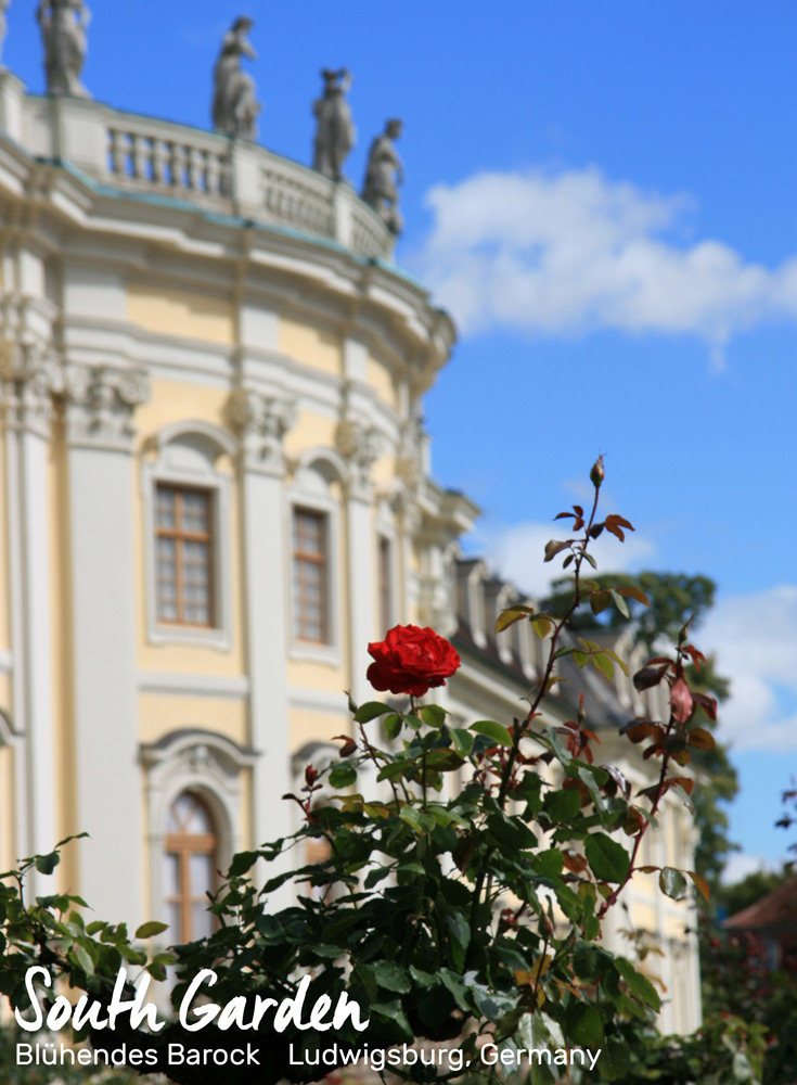 Red rose and facade of the palace | Blühendes Barock, Ludwigsburg, Germany