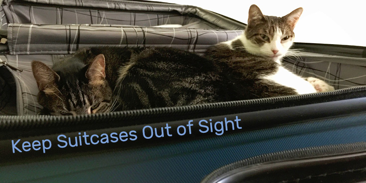 Managing Vacation Anxiety For Your Cats And You: Keep Suitcases Out of Sight