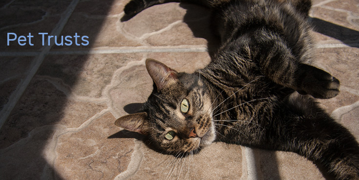 Managing Vacation Anxiety For Your Cats And You: Pet Trusts