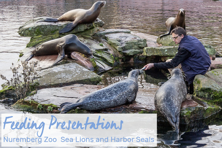 Sea Lion & Harbor Seal Feeding Presentation at the Nuremberg Zoo, Germany