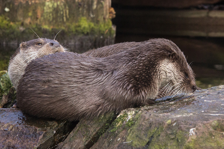 Otters in the Nuremberg Zoo, Germany