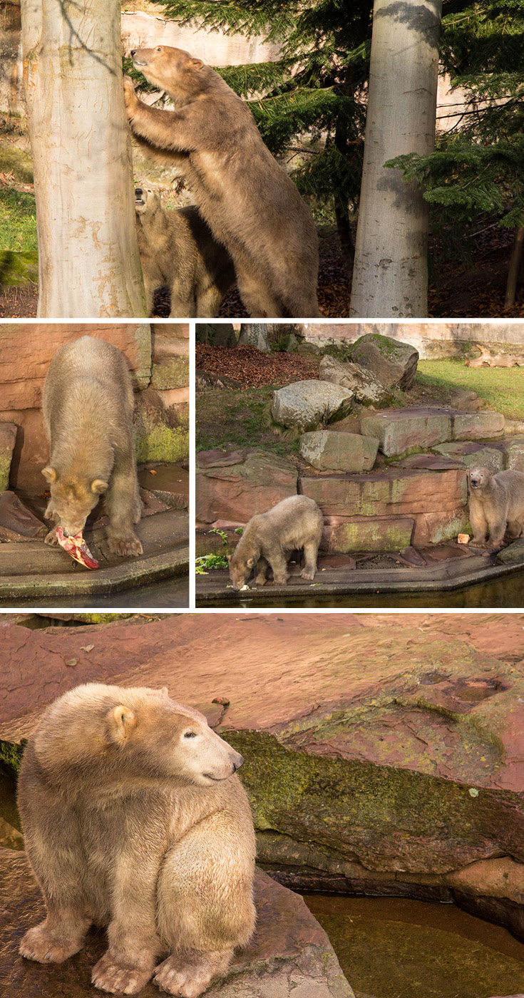 Mother Vera and daughter Charlotte, polar bears in the Nuremberg Zoo, Germany | Feeding time