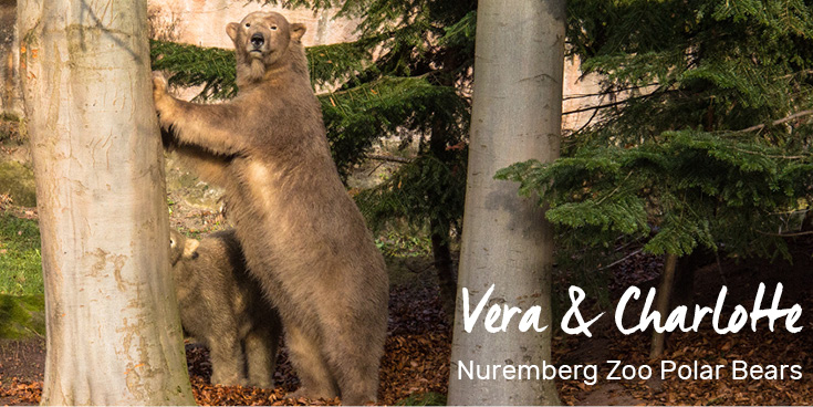 Mother Vera and daughter Charlotte, polar bears in the Nuremberg Zoo, Germany 