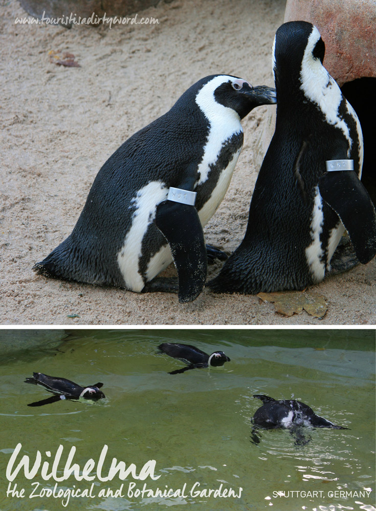 Wilhelma the Zoological and Botanical Gardens | Black Footed Penguins