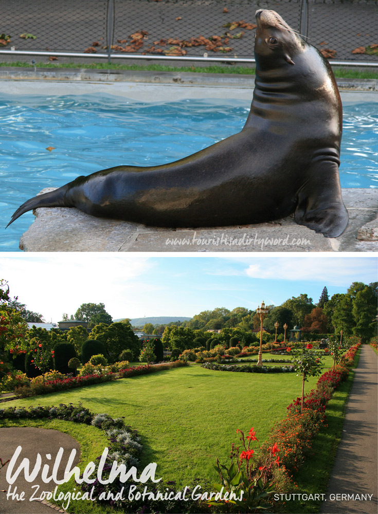 Wilhelma the Zoological and Botanical Gardens | California Sea Lion Exhibit