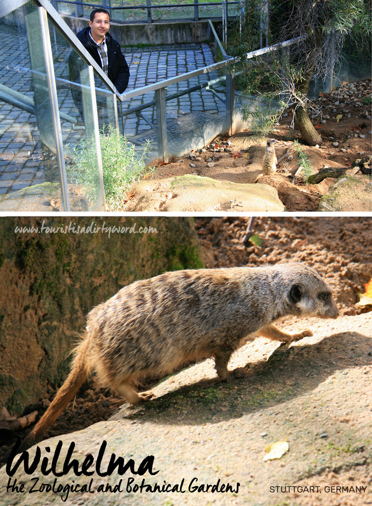 Wilhelma the Zoological and Botanical Gardens | Meerkat Exhibit