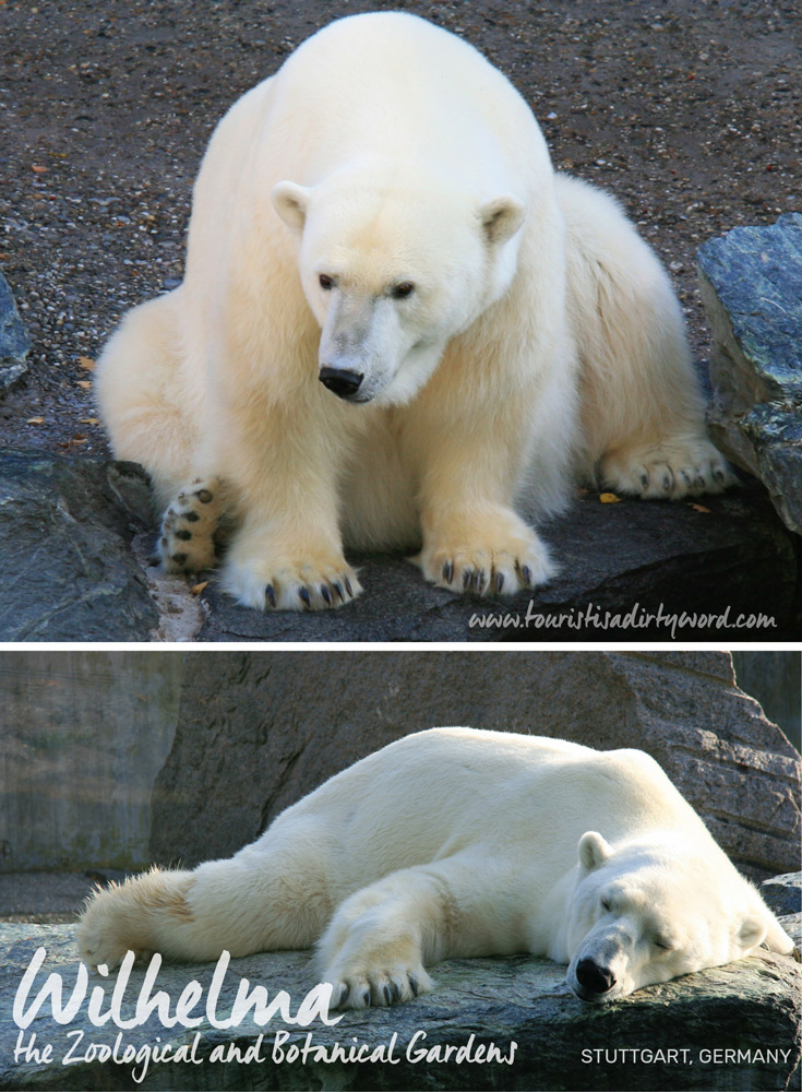 Wilhelma the Zoological and Botanical Gardens | Polar Bears in Stuttgart